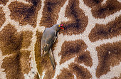 Red-billed Oxpecker (Buphagus erythrorhynchus) is sitting on the giraffe's skin. Serengeti National Park. Kenya. Tanzania.
