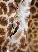 Red-billed Oxpecker (Buphagus erythrorhynchus) is sitting on the giraffe's skin. Serengeti National Park. Kenya. Tanzania.