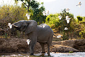 African Elephant (Loxodonta africana) and flying past white herons, Muchinga Escarpment, Zambia, Lower Zambezi National Park, Zambezi River.
