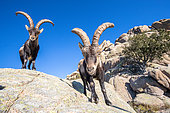 Iberian ibex (Capra pyrenaica) males, Guadarrama National Park, Spain