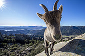 Iberian ibex (Capra pyrenaica) female, Guadarrama National Park, Spain