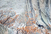 Iberian ibex (Capra pyrenaica) male on rock in autumn, Guadarrama National Park, Spain