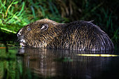 Eurasian beaver (Castor fiber) eating in water, Bialowieza, Poland
