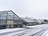Hothouses in Hveragerdi, Iceland. Hothouses, greenhouses in Hveragerdi in winter. They are heated by geothermal energy and supply a large part of the icelandic demand of vegetables like tomatoes and bell peppers. Crop growing is done all year round, during the dark winter month the greenhouses are illuminated. europe, northern europe, iceland, march