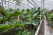 Hothouses in Hveragerdi, Iceland. Hothouses of a university in Hveragerdi in winter. They are heated by geothermal energy (white pipes) and are used to do research on the growth of plants under icelandic conditions.Bananas and other tropical plants. Crop growing is done all year round, during the dark winter month the greenhouses are illuminated. europe, northern europe, iceland, march