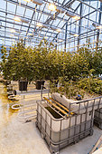 Hothouses in Hveragerdi, Iceland. Hothouses of a university in Hveragerdi in winter. They are heated by geothermal energy and are used to do research on the growth of plants under icelandic conditions. Crop growing is done all year round, during the dark winter month the greenhouses are illuminated. europe, northern europe, iceland, march