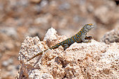 Fabian's lizard (Liolaemus fabiani), Atacama desert, Endemic, Controlled conditions
