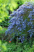 Ceanothus (Ceanothus sp), blue flowering shrub