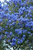 Ceanothus (Ceanothus sp), blue flowering shrub