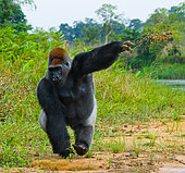 Lowland gorillas (Gorilla gorilla gorilla) in the wild. Republic of the Congo