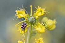 Attagenus (Attagenus trifasciatus) on Narrow-leaved fringed rue (Ruta angustifolia), Gard, France