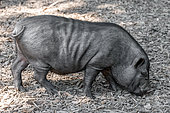 Vietnamese Pot-bellied pig