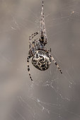 Bridge spider (Larinioides sclopetarius) female, Gard, France