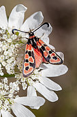 Zygaena (Zygaena fausta) on Orlaya (Orlaya grandiflora), Gard, France