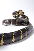 Mangrove snake (Boiga dendrophila) on white background