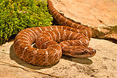 Asia pitviper (Gloydius intermedius saxatilis), N.E. China, E. Russia, Korea. Captivity