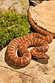 Asia pitviper (Gloydius intermedius saxatilis), N.E. China, E. Russia, Korea. Captivity