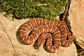Asia pitviper (Gloydius intermedius saxatilis), N.E. China, E. Russia, Korea. Captivity
