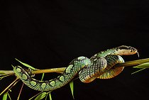 Sri Lanka pitviper (Trimeresurus trigonocephalus), Sri-Lanka . Endemic. Captivity