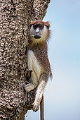Common patas monkey (Erythrocebus patas) is sitting on a tree. Murchisons falls national park, Uganda
