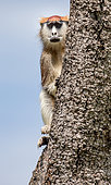 Common patas monkey (Erythrocebus patas) is sitting on a tree. Murchisons falls national park, Uganda