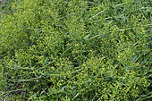 Garance des teinturiers (Rubia tinctorum)
