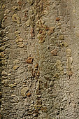 Zelkova serrata