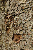 Zelkova serrata