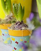 Hyacinth 'Fondant' (Hyacinthus x orientalis Fondant) in pot