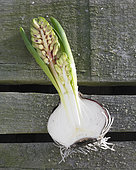 Longitudinal section of flowering hyacinth 'Fondant' bulb