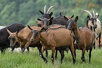 Group of goats on the alp. Valcolla, former municipality in the district of Lugano in the canton of Ticino, Switzerland