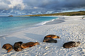 Galapagos sea lion (Zalophus wollebaeki) on the beach of Bahia Gardner on the island of Espanola. Galapagos Archipelago. Ecuador.