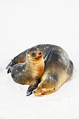 Female Galapagos sea lion (Zalophus wollebaeki) with its cub on the beach of Bahia Gardner on the island of Espanola. Galapagos Archipelago. Ecuador.