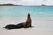 Galapagos sea lion (Zalophus wollebaeki) on the beach of Bahia Gardner on the island of Espanola. Galapagos Archipelago. Ecuador.