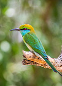 Bee-eater (Merops orientalis) on a twig. Sri Lanka. Yala Nationa