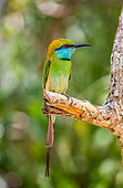 Bee-eater (Merops orientalis) on a twig. Sri Lanka. Yala Nationa