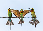Three Bee-eaters (Merops orientalis) on a twig. Very graphic birds and clean background. Sri Lanka. Yala National Park [dump] =>