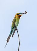 Bee-eater (Merops orientalis) on a twig. Sri Lanka. Yala National park