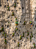 Big colony of Red-throated bee-eaters (Merops bulocki) in their burrows on a clay wall. Africa. Uganda.