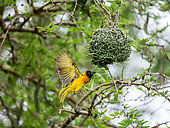 Weaver (Ploceus cucullatus bohndorffi) is building a nest on a tree. Africa. Uganda.