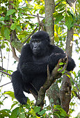 Young male mountain gorilla (Gorilla beringei beringei) Bwindii Impenetrable Forest National Park.n a tree. Uganda.