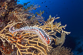 Fireworm, Hermodice carunculata, Vis Island, Mediterranean Sea, Croatia