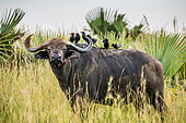 Portrait of a buffalo (Syncerus caffer) with birds on his back in the savannah. Close-up. Africa. Uganda.