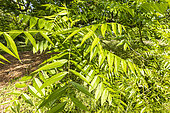 Arizona Black Walnut (Juglans microcarpa) 'Major', foliage in spring