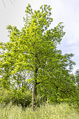 Black walnut (Juglans nigra) in spring