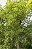 Japanese Wingnut (Pterocarya rhoifolia) in spring