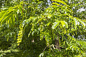 Japanese Wingnut (Pterocarya rhoifolia) foliage and flowers in spring