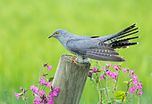 Cuckoo (Cuculus canorus) perched on a post amongst flowers, England