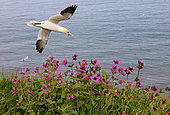 Gannet (Morus bassanus) in flight above red campion, England