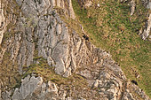 European brown bear (Ursus arctos arctos) two subadults on a cliff, Cantabrian Mountains, Asturias, Spain